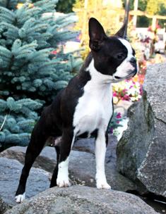 boston terrier intelligence